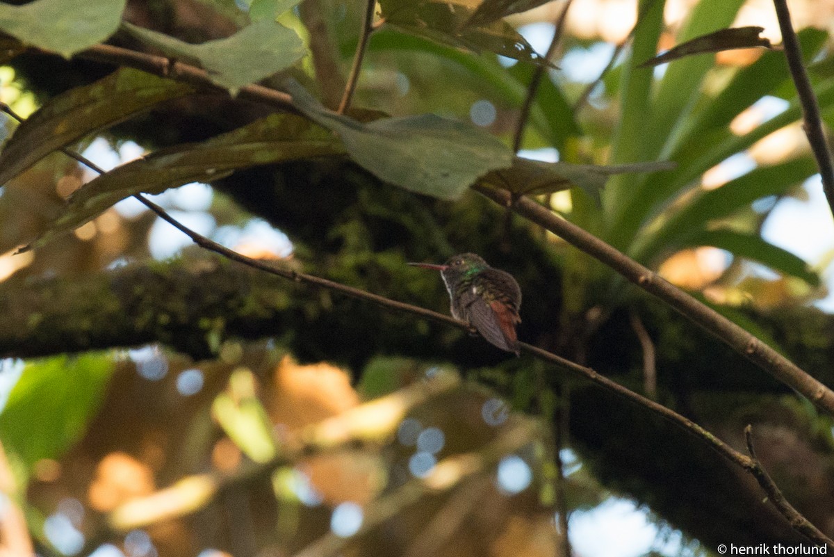 Rufous-tailed Hummingbird - ML38088561