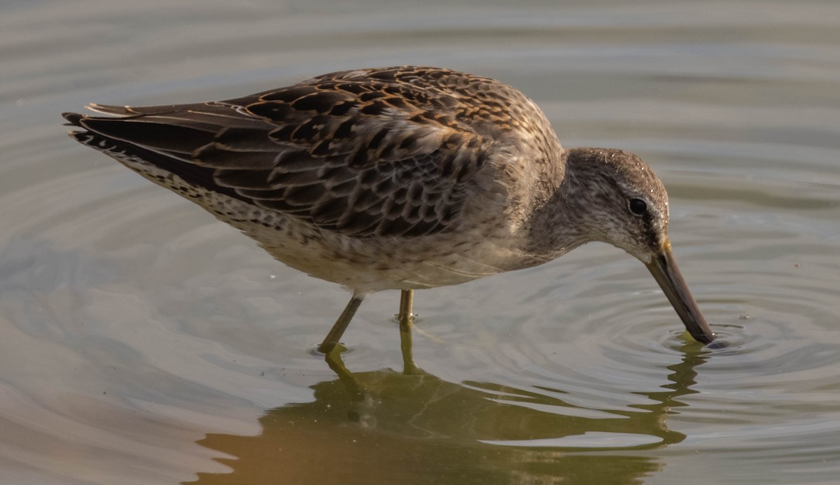 Long-billed Dowitcher - ML380886841