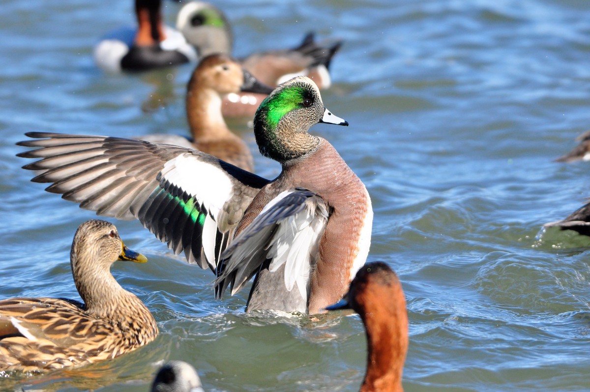 American Wigeon - Oliver Patrick