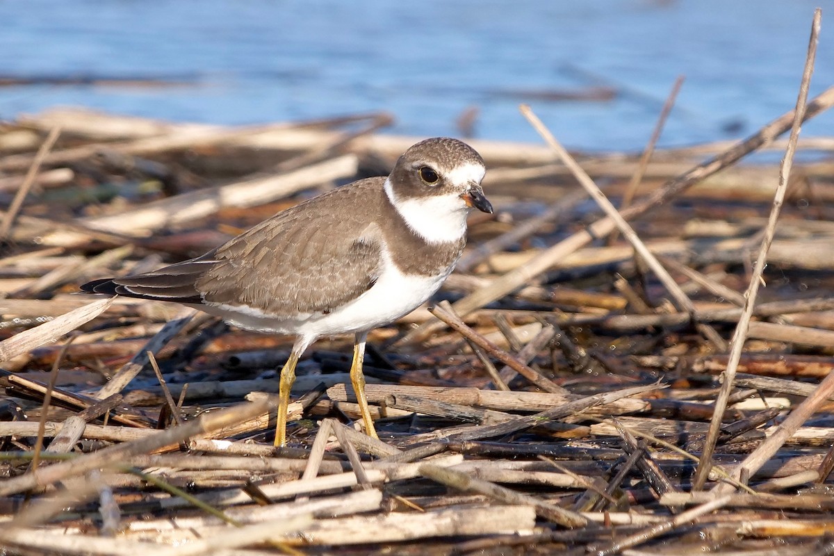 Semipalmated Plover - ML380902401