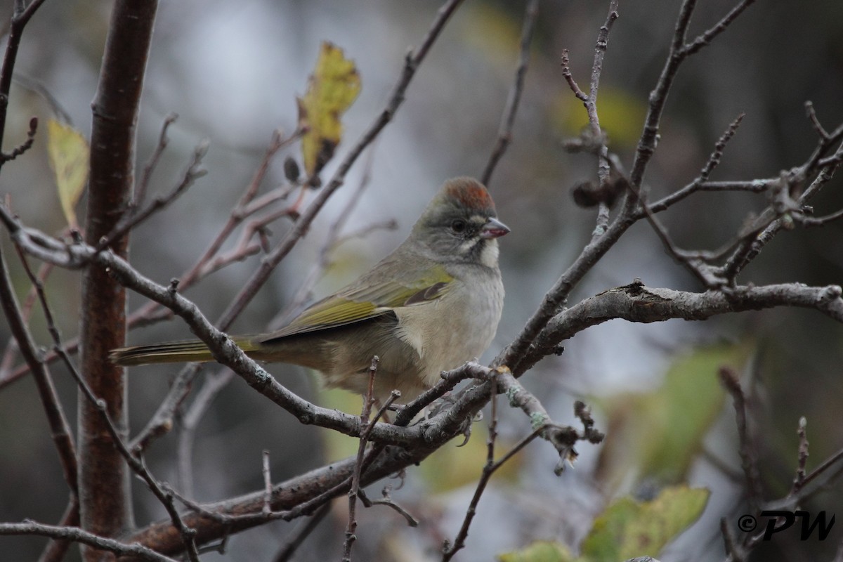 Green-tailed Towhee - Anonymous