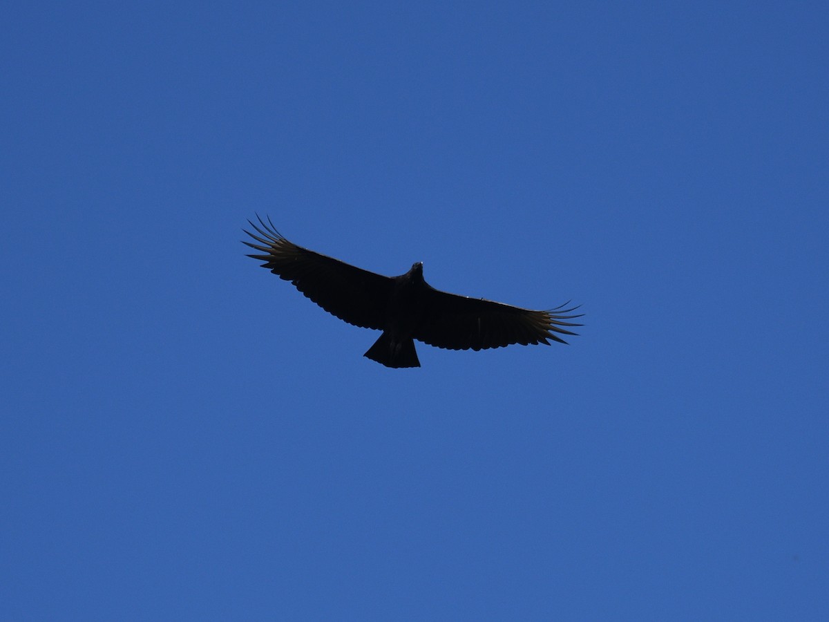 Black Vulture - ML380905271