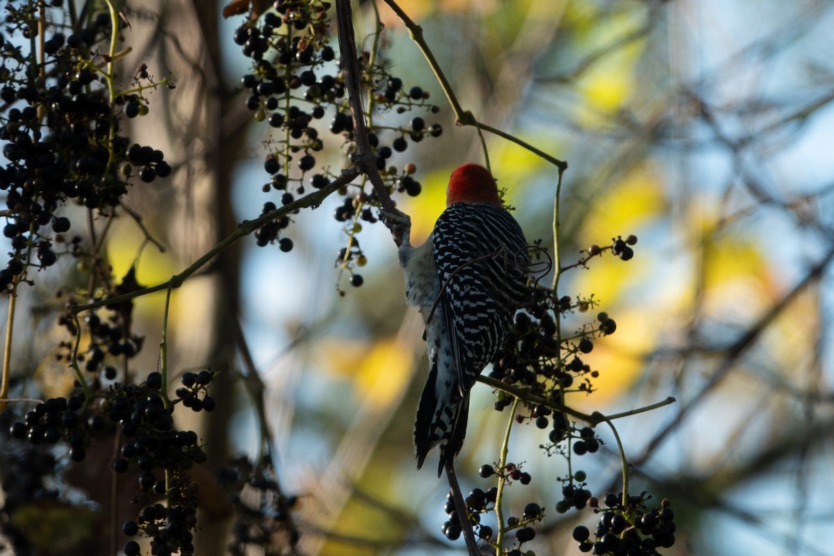 Red-bellied Woodpecker - Becky Kent