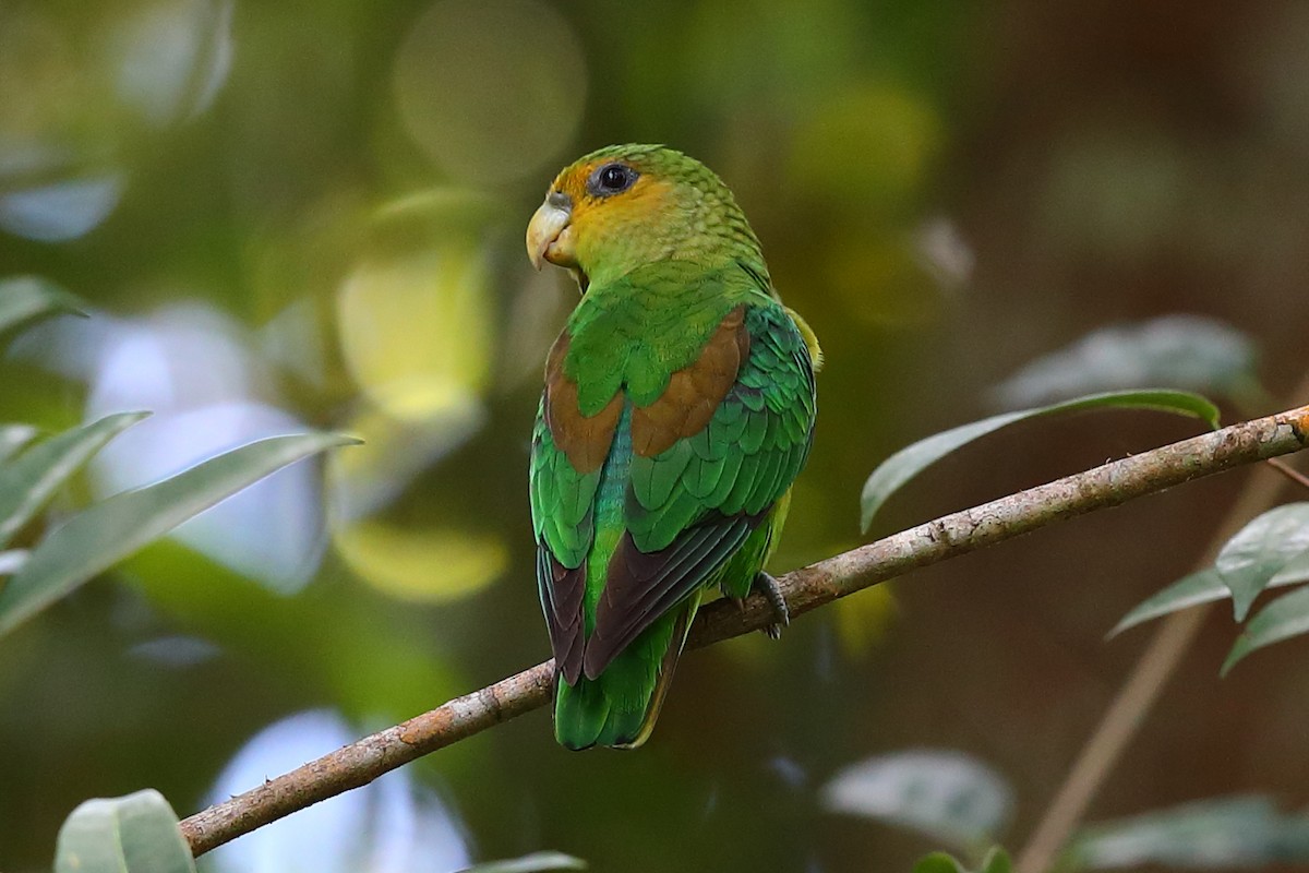 Golden-tailed Parrotlet - ML380908191