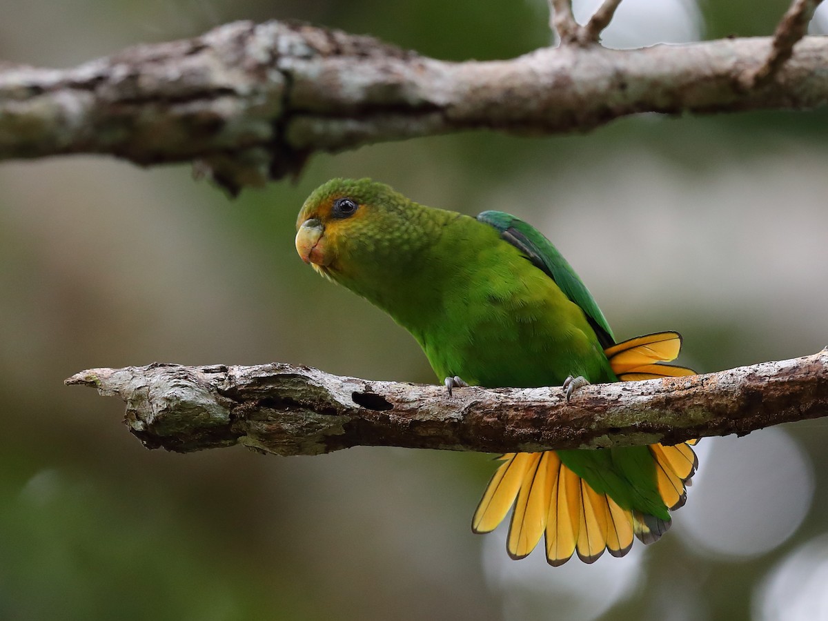 Golden-tailed Parrotlet - ML380908201