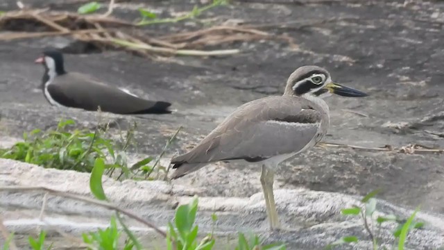 Great Thick-knee - ML380909281