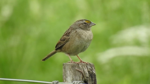 Grassland Sparrow - ML380910321