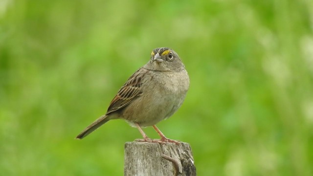 Grassland Sparrow - ML380910381