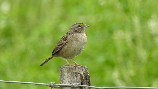Grassland Sparrow - ML380910461