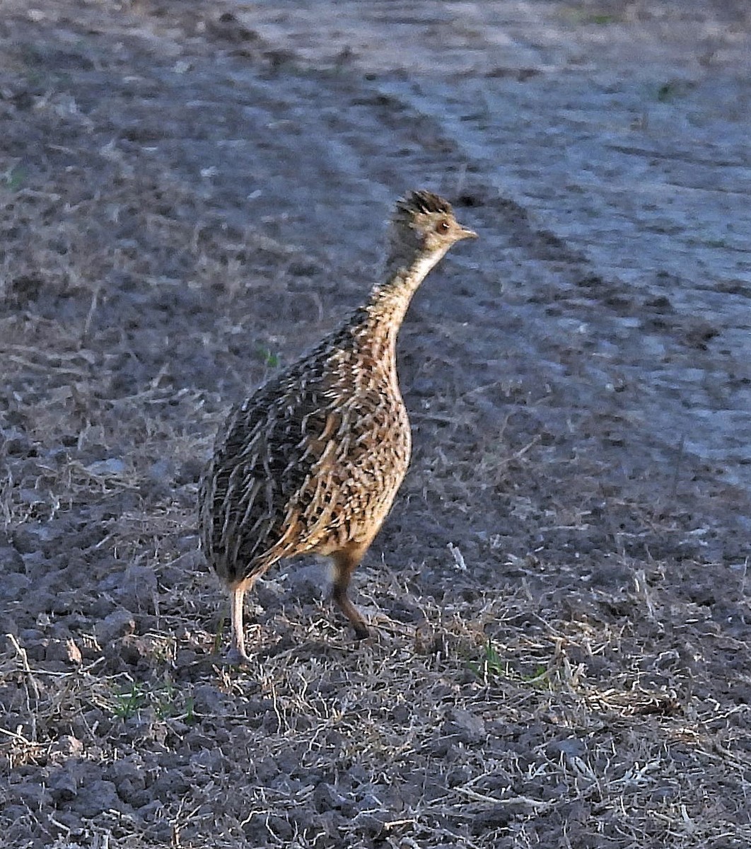 Spotted Nothura - ML380910811