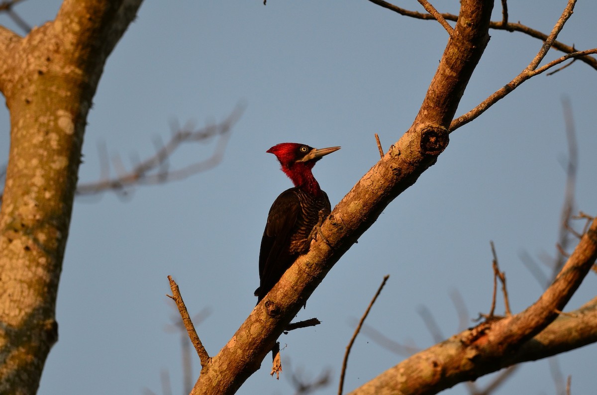 Robust Woodpecker - Clayton Burne