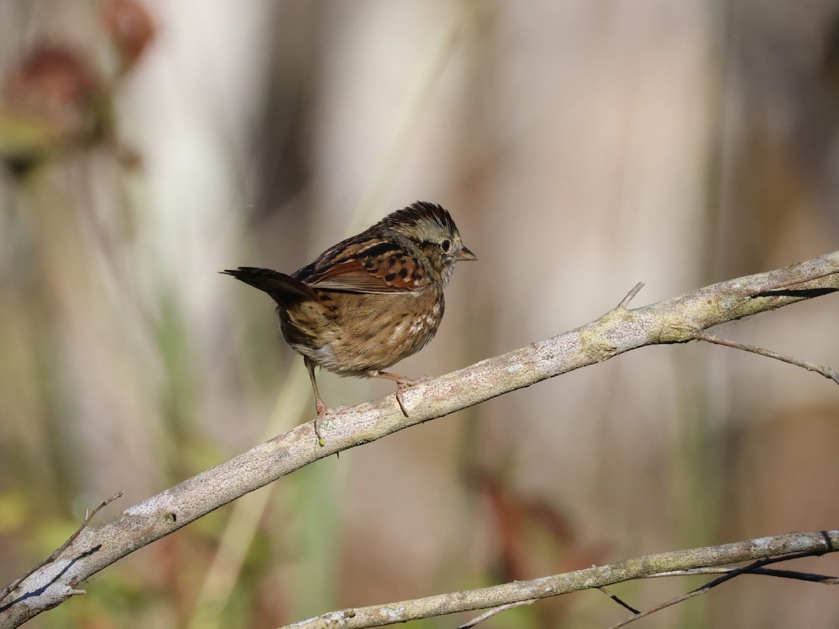Swamp Sparrow - ML380920541