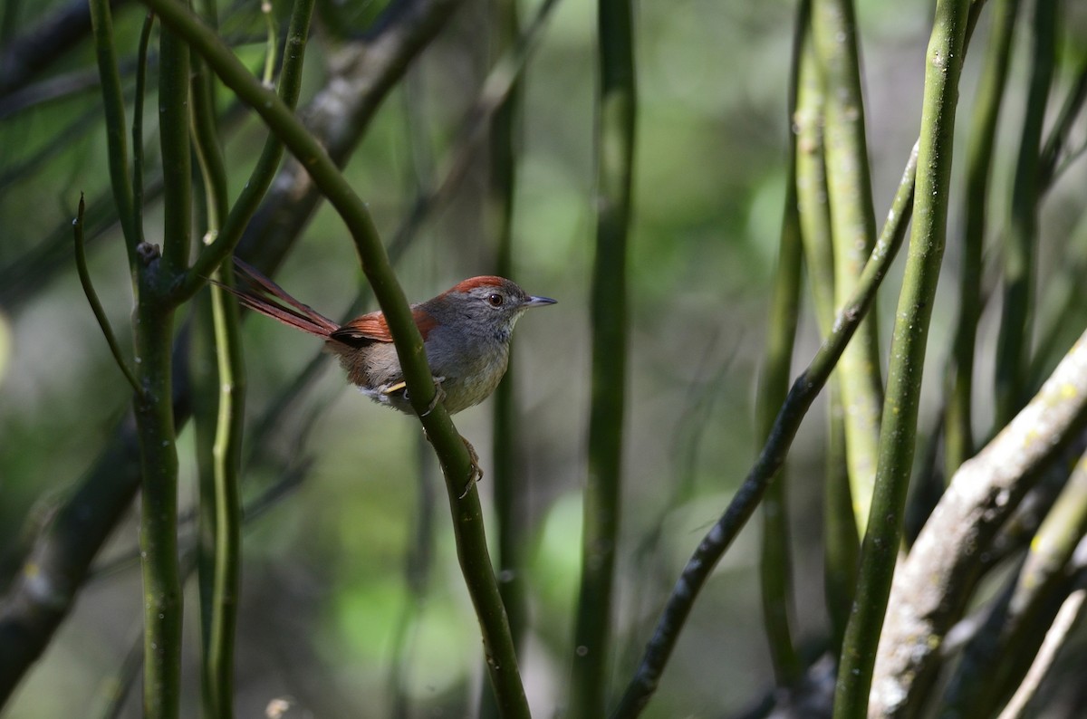 Sooty-fronted Spinetail - ML380927221
