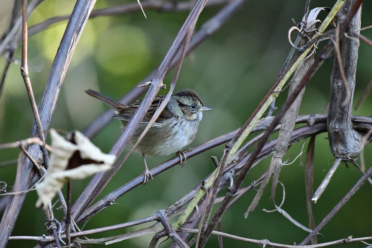Swamp Sparrow - ML380928511