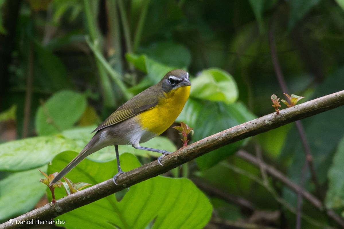Yellow-breasted Chat - ML380928861