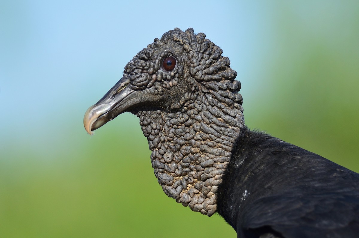 Black Vulture - Clayton Burne