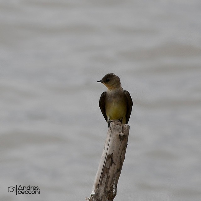 Southern Rough-winged Swallow - ML380930831