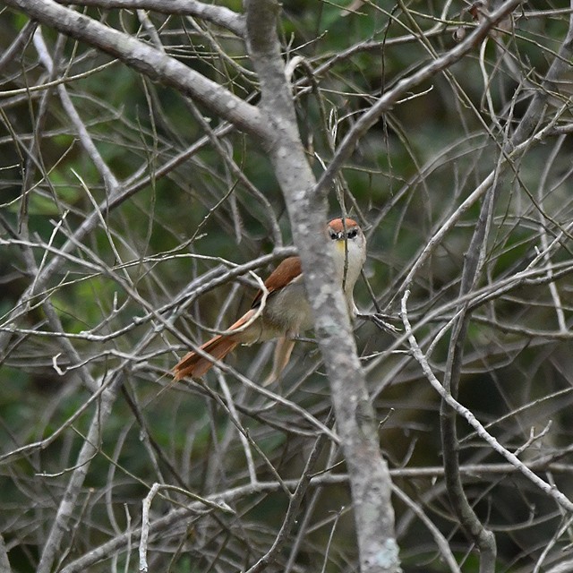 Yellow-chinned Spinetail - ML380931051