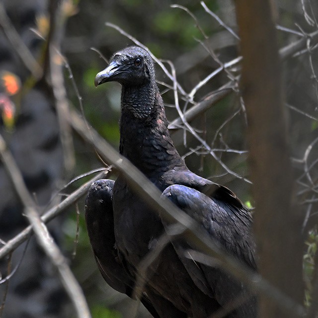 Black Vulture - ML380931231