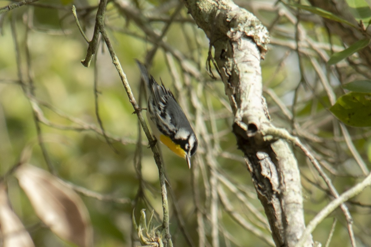 Yellow-throated Warbler - Oscar Amaro