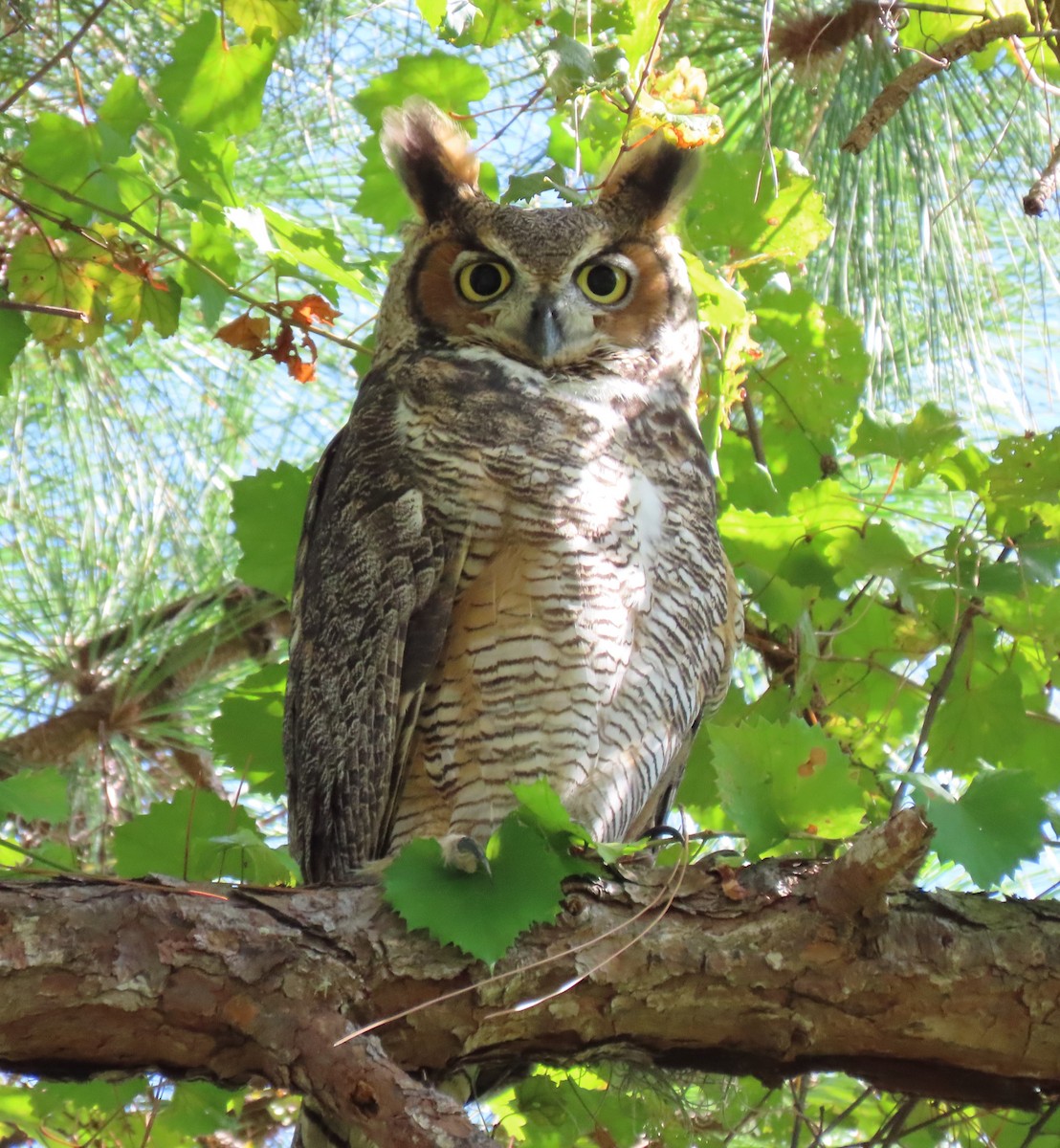 Great Horned Owl - Steve Aversa