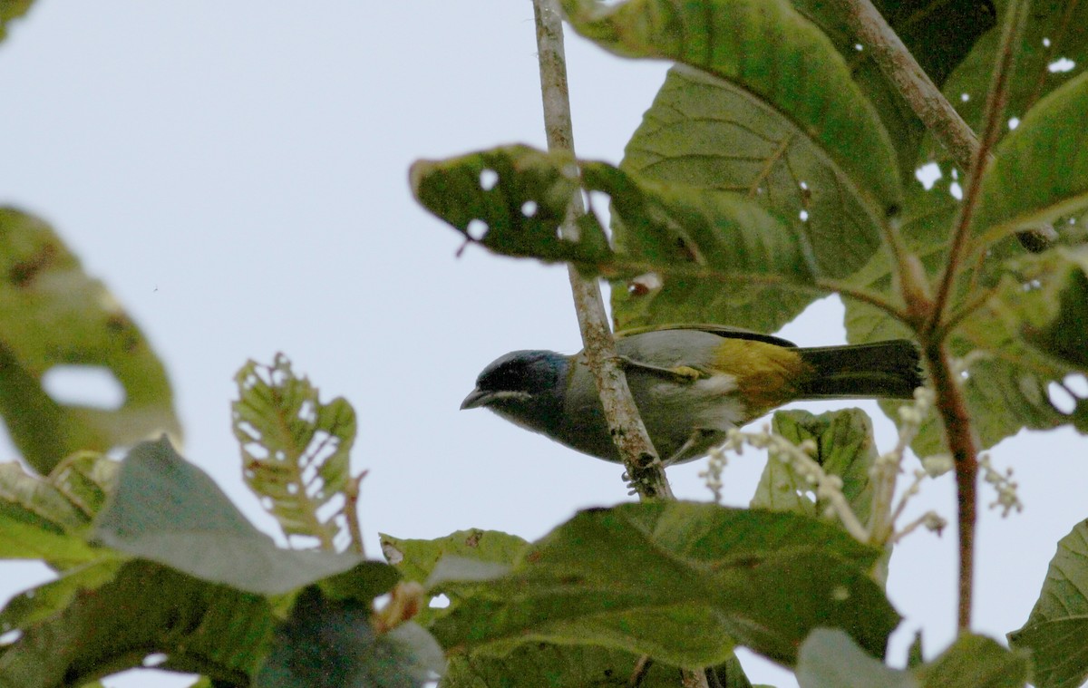 Blue-capped Tanager - ML38093641