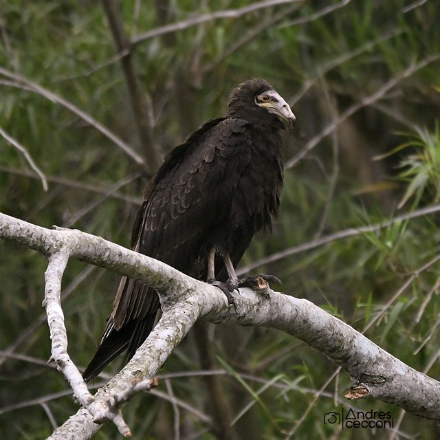 Lesser Yellow-headed Vulture - ML380937301