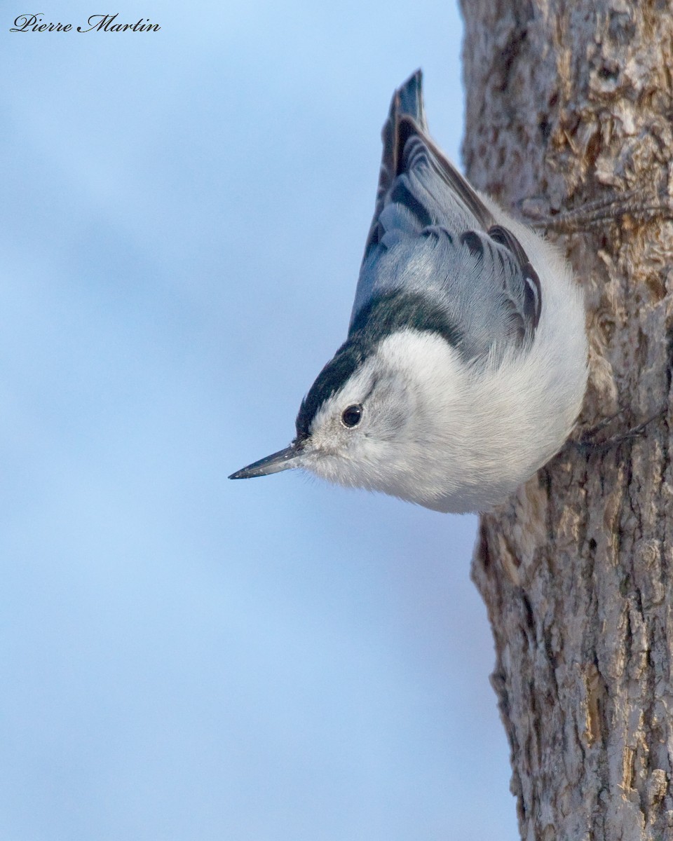 White-breasted Nuthatch - ML380940721