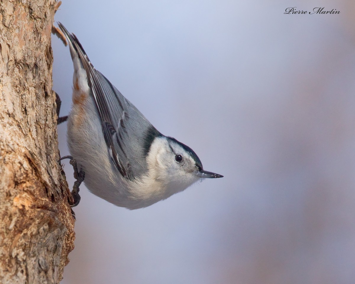 White-breasted Nuthatch - ML380940771