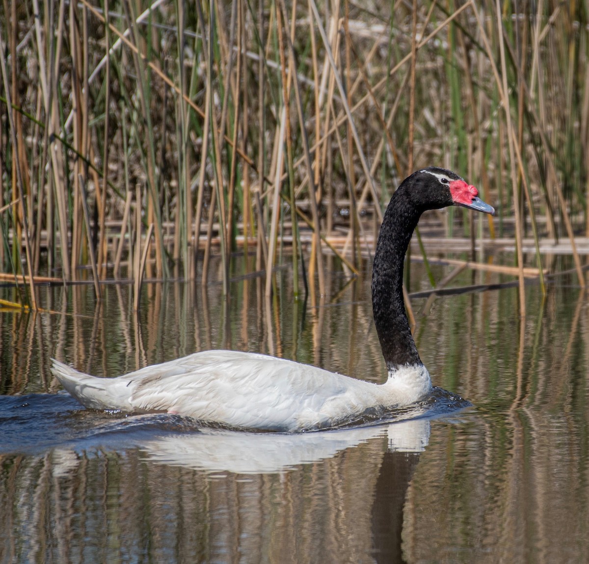 Black-necked Swan - ML380945791