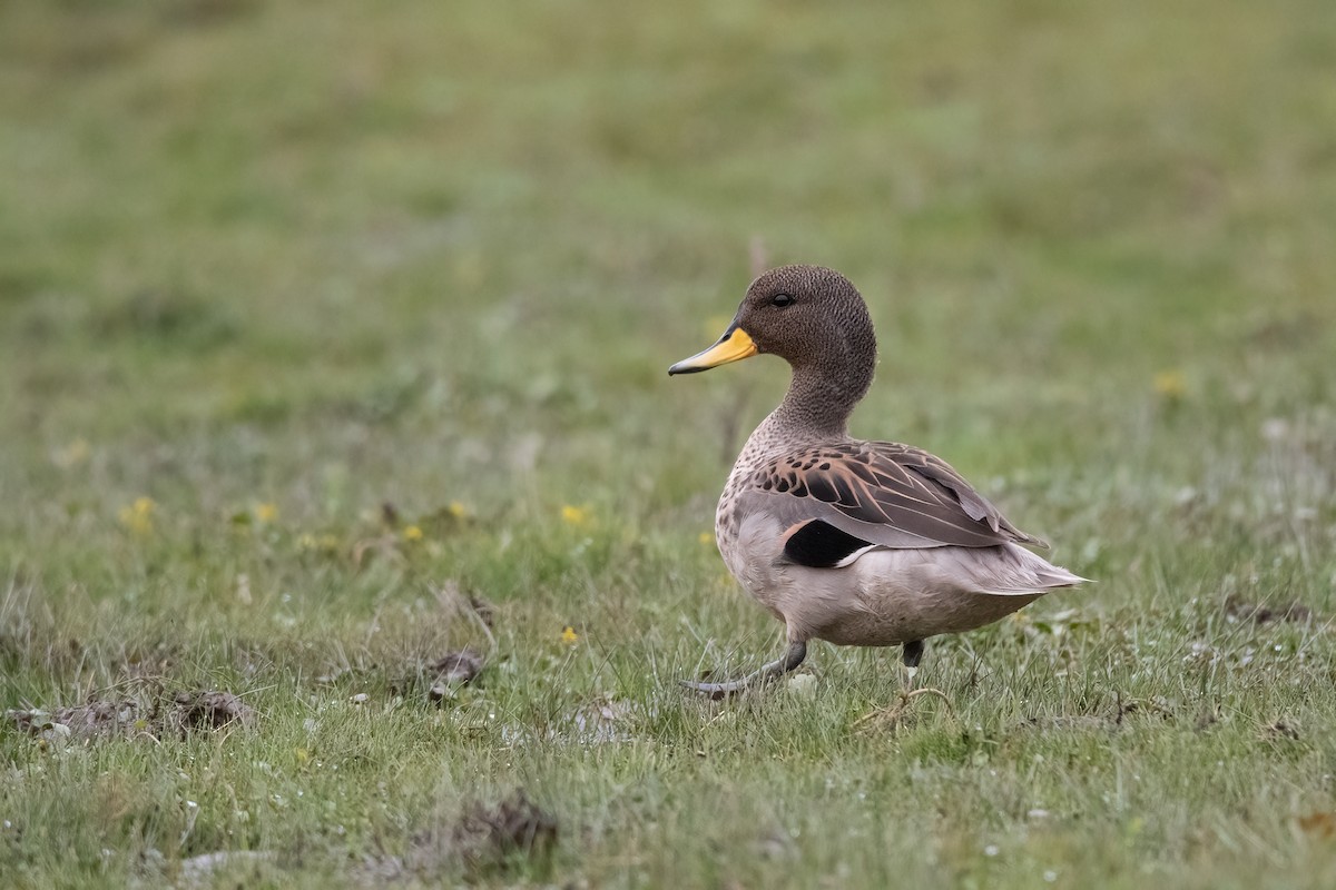 Yellow-billed Teal - Pablo Re