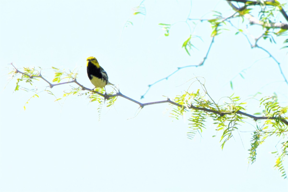 Black-throated Green Warbler - ML380947311