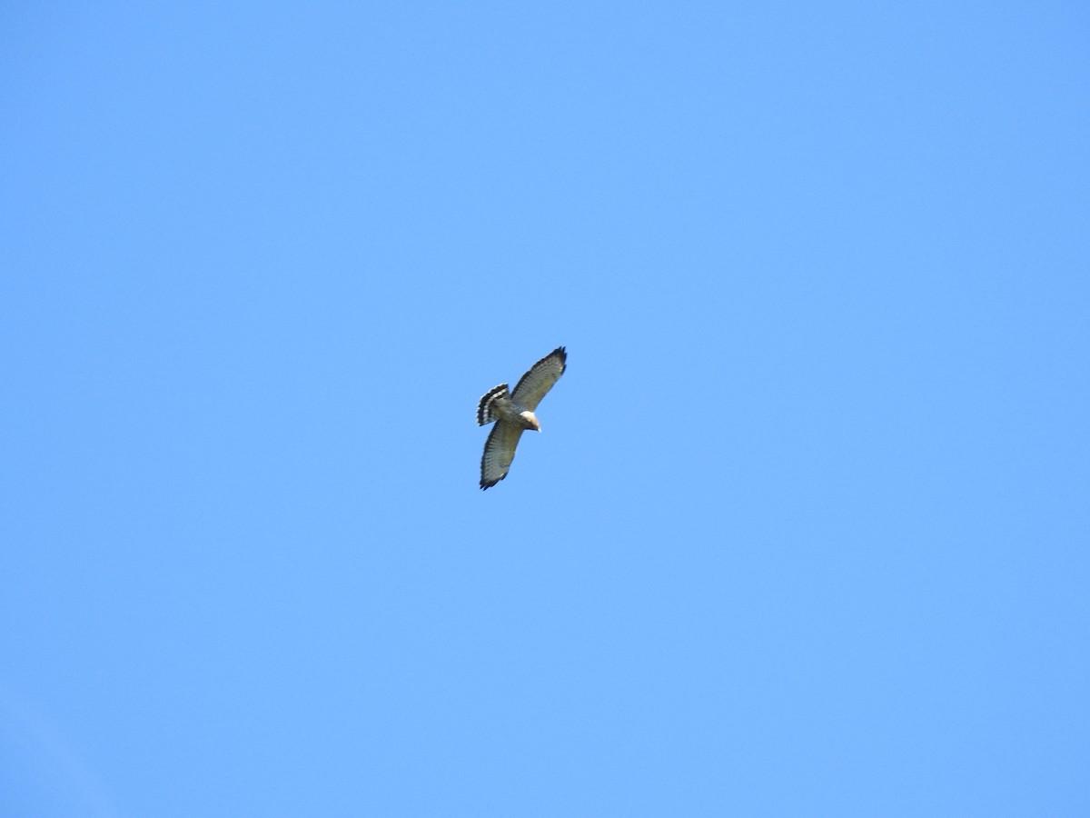 Broad-winged Hawk - ML380950181