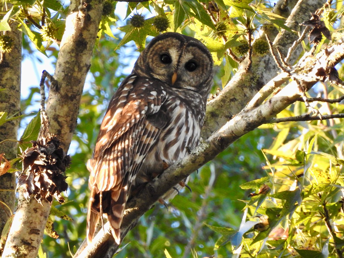 Barred Owl - P Chappell