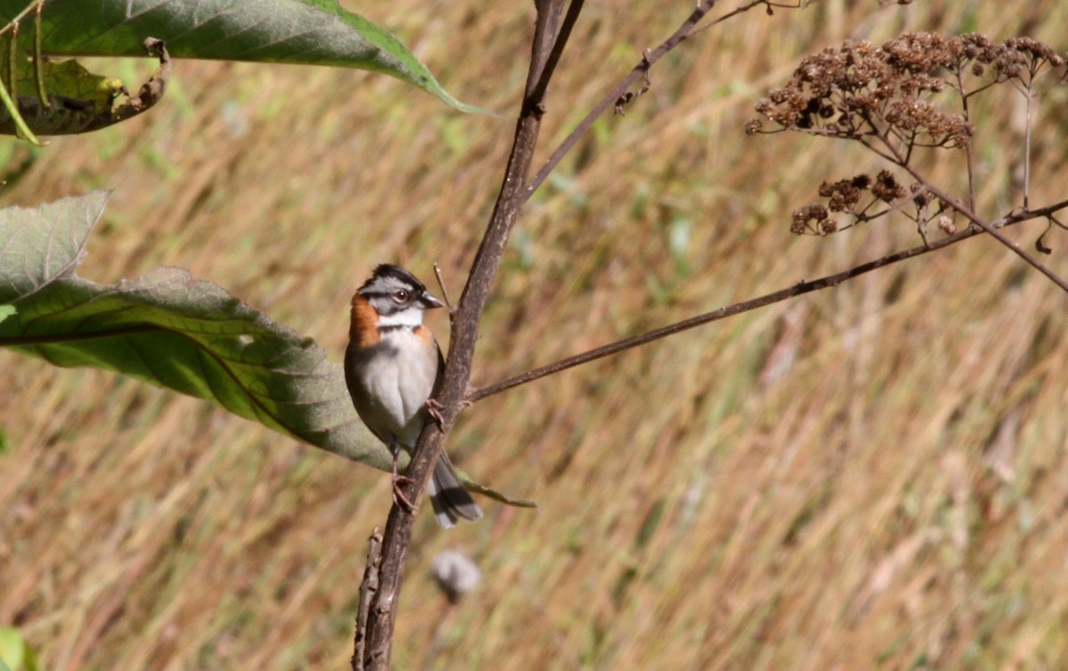 Rufous-collared Sparrow - ML38095641