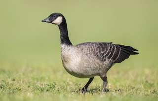Cackling Goose