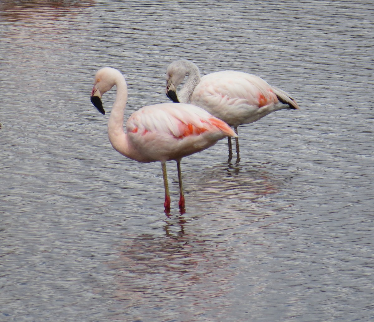 Chilean Flamingo - ML380960471