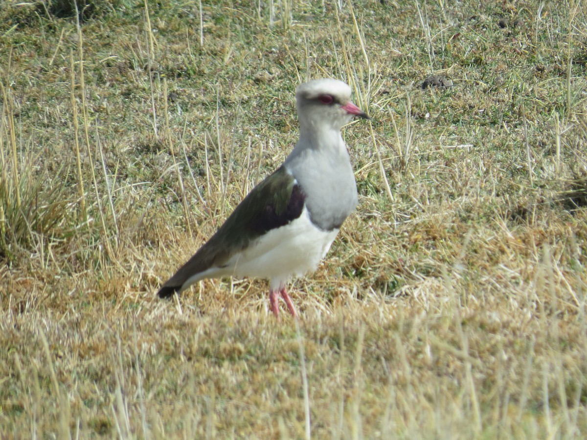 Andean Lapwing - ML380960971