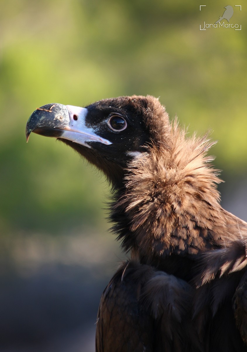 Cinereous Vulture - Jana Marco