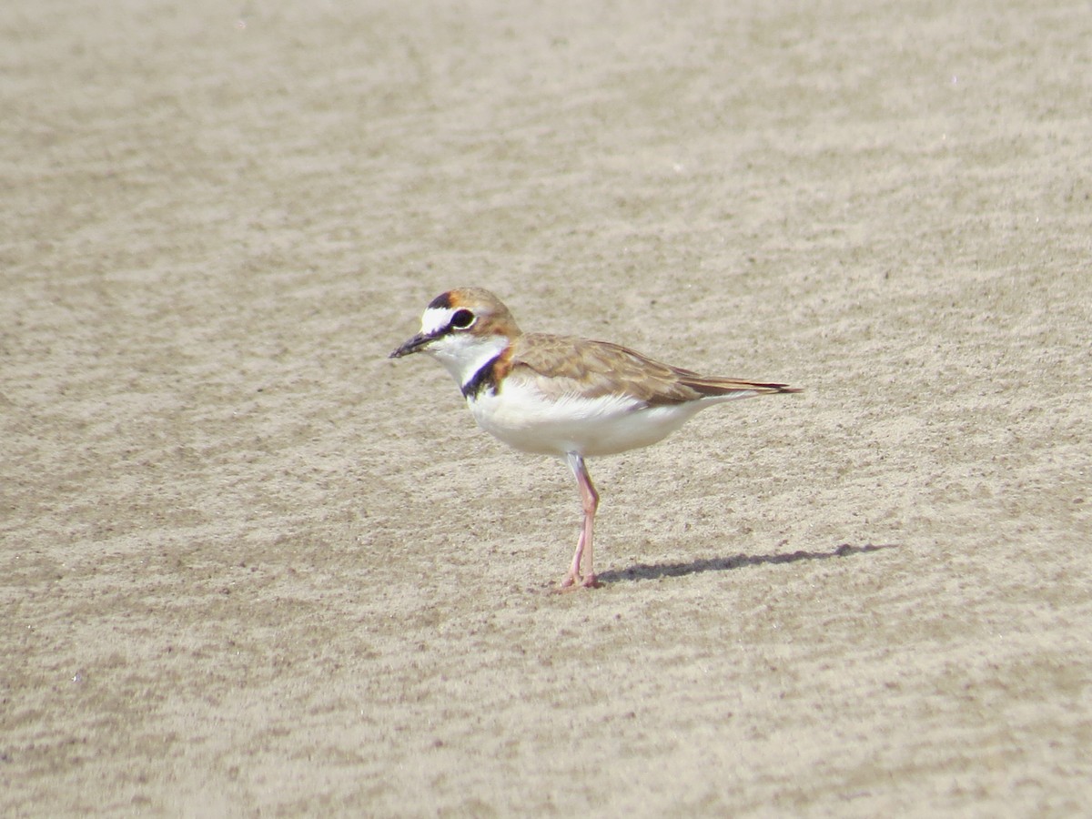 Collared Plover - ML380964901