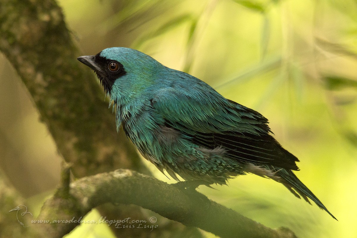 Swallow Tanager - Marcelo Allende