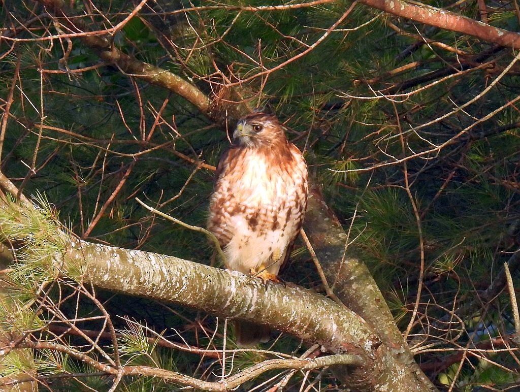 Red-tailed Hawk - ML380969561