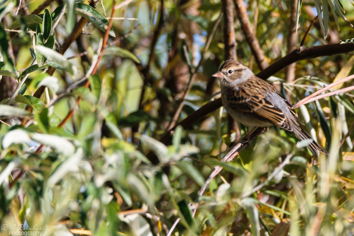Chipping Sparrow - ML380975451