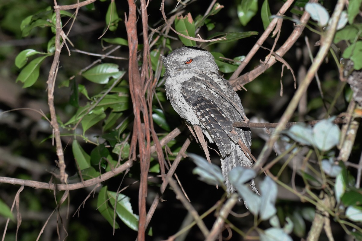 Marbled Frogmouth - ML380976821