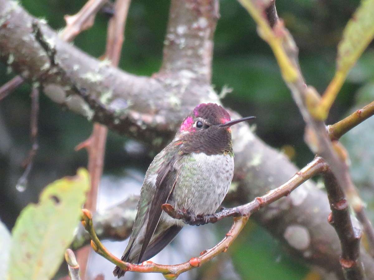 Anna's Hummingbird - ML38097861