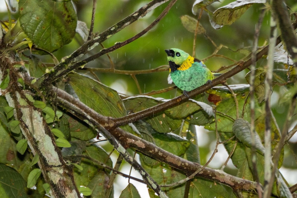 Green-headed Tanager - ML380978731