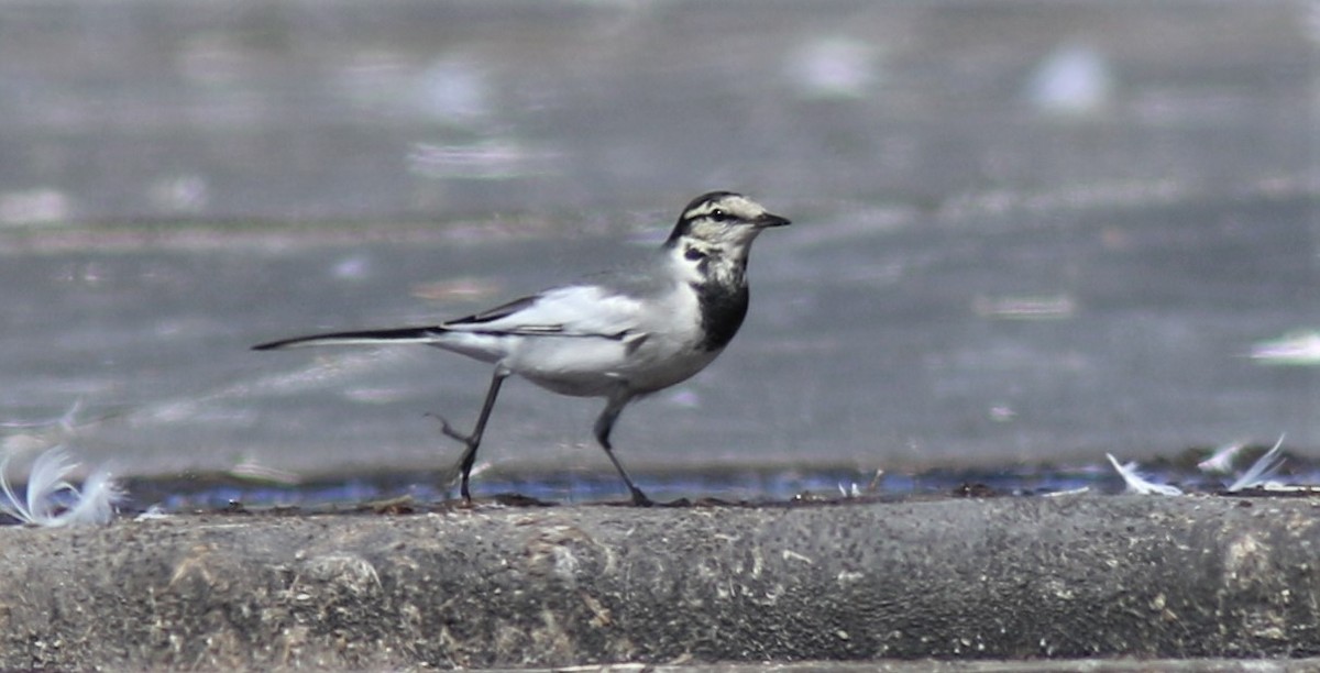 White Wagtail (Black-backed) - Jim Tietz