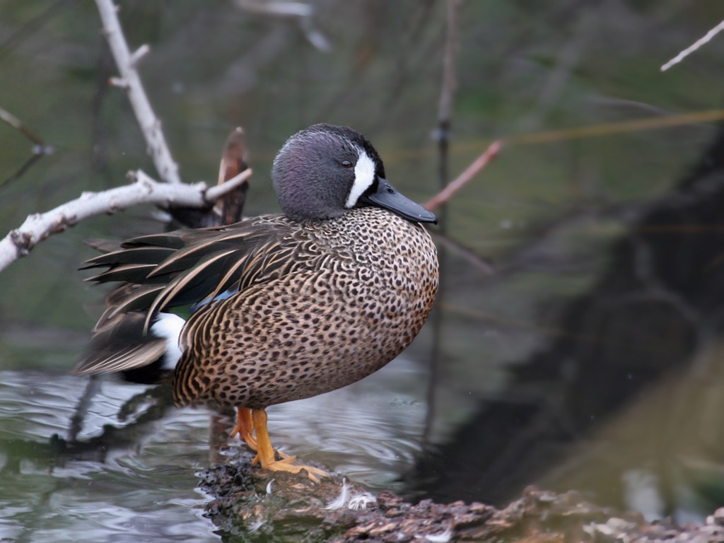 Blue-winged Teal - ML38098491