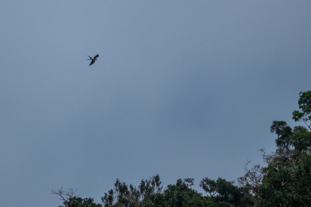 Swallow-tailed Kite - ML380986111