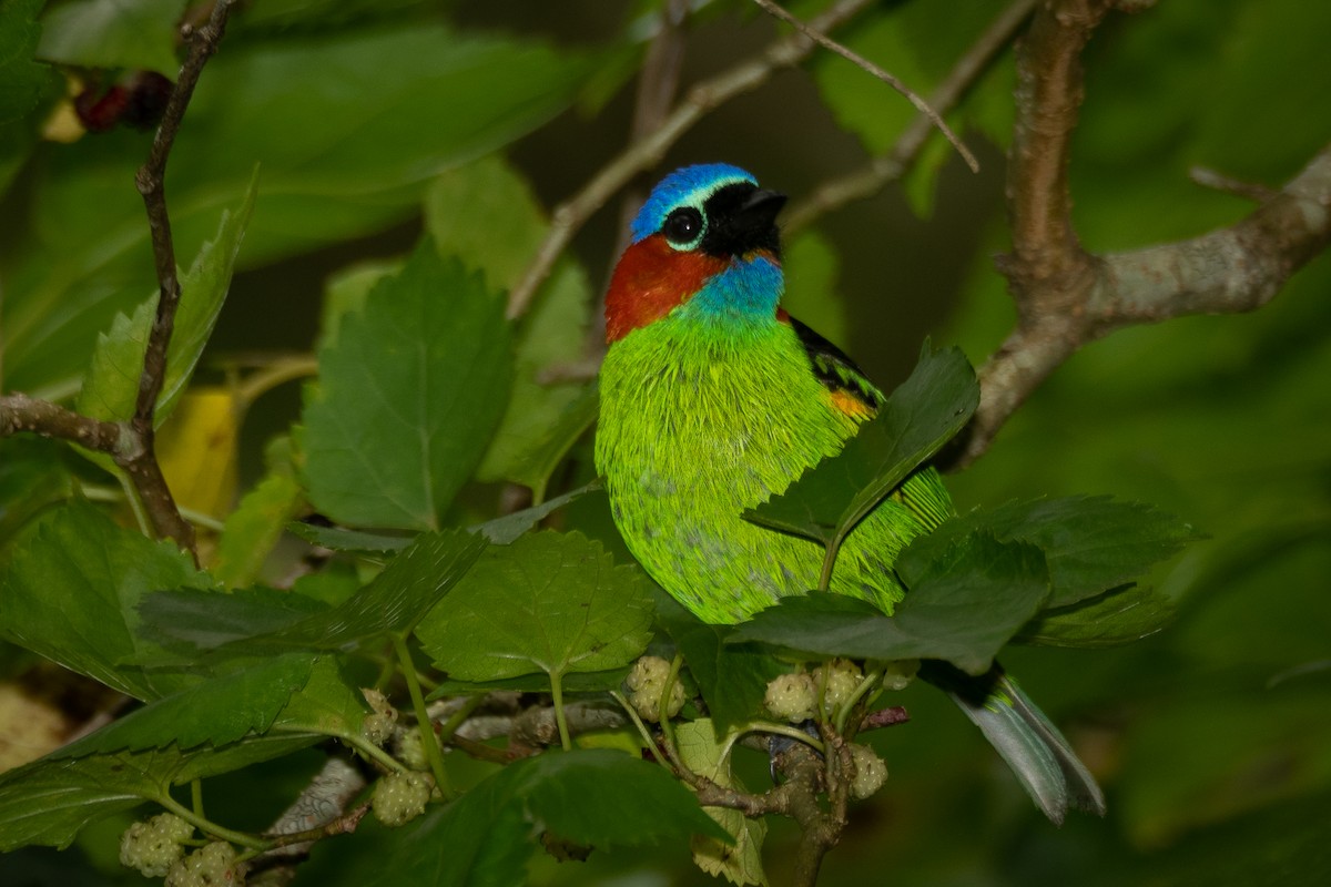 Red-necked Tanager - ML380989851